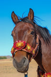 Floral Bronc Halter